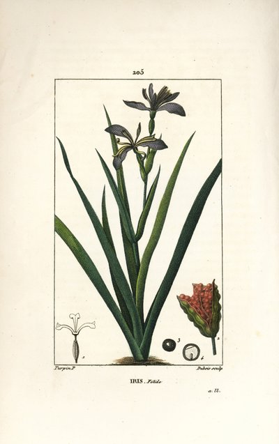 Stinkende Schwertlilie, Iris foetida, mit Blume, Blatt und Samenkapsel. Handkolorierter Kupferstich von Dubois nach einer Zeichnung von Pierre Jean-Francois Turpin aus Chaumeton, Poiret und Chamberet