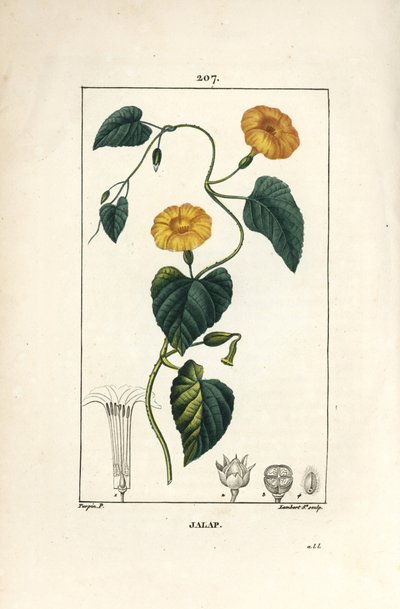 Jalap, Convolvulus jalappa. Handkolorierte Punktkupferstich von Lambert Junior nach einer Zeichnung von Pierre Jean-Francois Turpin aus Chaumeton, Poiret und Chamberet