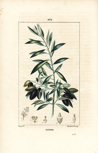 Olivenbaum, Olea europaea, mit Blatt, Zweig, Frucht und Samen. Handkolorierter Kupferstich von Lambert Junior nach einer Zeichnung von Pierre Jean-Francois Turpin aus Chaumeton, Poiret und Chamberet