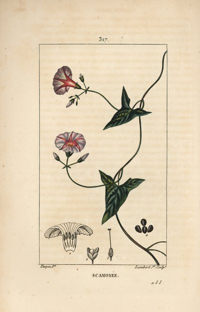 Skammonie - Scammony, Convolvulus scammonia, mit Blüte, Blatt, Stängel und Kletterranke. Handkolorierter Kupferstich von Lambert Junior nach einer Zeichnung von Pierre Jean-Francois Turpin aus Chaumeton, Poiret und Chamberet