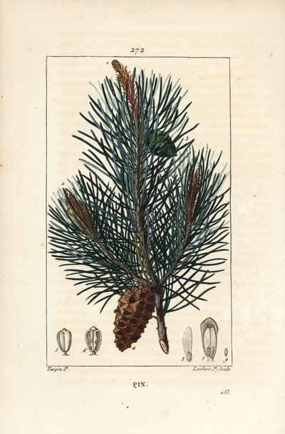 Waldkiefer, Pinus sylvestris, mit Zweig, Nadel und Zapfen. Handkolorierte Punktkupferstichgravur von Lambert Junior nach einer Zeichnung von Pierre Jean-Francois Turpin von Pierre Jean Francois Turpin