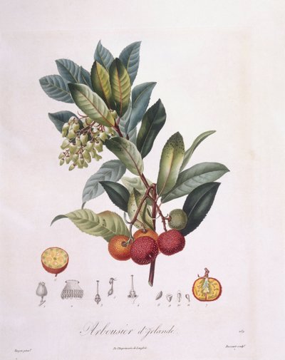 Erdbeerbaum (Arbutus unedo), botanische Tafel von Pierre Jean Francois Turpin von Pierre Jean Francois Turpin