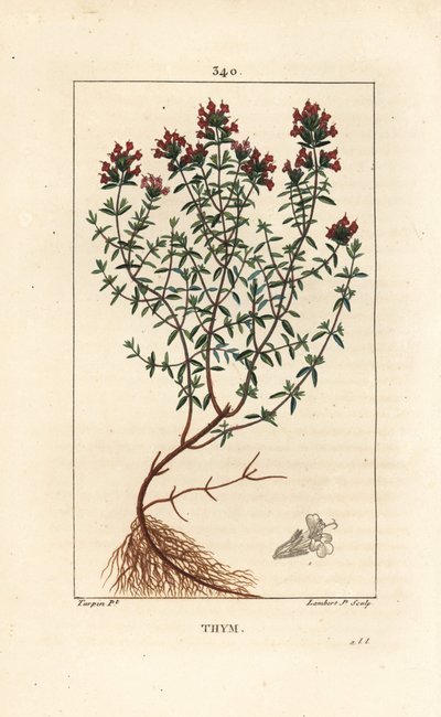 Thymian, Thymus vulgaris, mit Blüte, Blatt, Stängel und Wurzel. Handkolorierter Kupferstich von Lambert Junior nach einer Zeichnung von Pierre Jean-Francois Turpin aus Chaumeton, Poiret und Chamberet