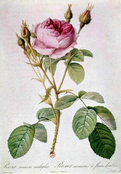 Rosen-Planche von Pierre Joseph Redoute (1759-1840) 1817 Paris, B.N. von Pierre Joseph (after) Redoute