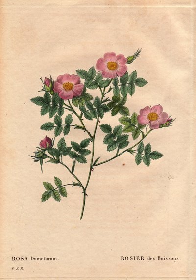 Botanische Tafel, Blume, Rosenvarietät: Buschrose (Rosa dumetorum). Aus der Familie der Hundsrosen aus Europa und Asien, entdeckt vor 1821. In „Les Roses“, Band 2 von Pierre Joseph Redouté (1759-1840) von Pierre Joseph Redouté