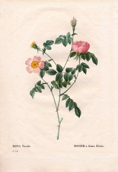 Fetide Fruchtrose. Handkolorierter Kupferstich aus Pierre Joseph Redoutés „Les Roses“, Paris von Pierre Joseph Redouté