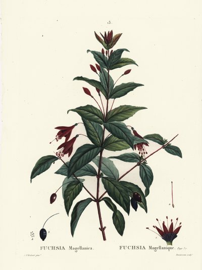 Fuchsie, Fuchsia magellanica. Handkolorierter Stich von Du Ruisseau nach einer Illustration von Pierre-Joseph Redouté aus Henri Louis Duhamel du Monceau