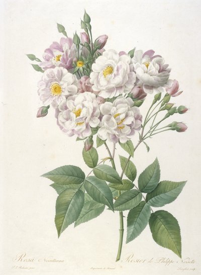Rosa noisettiana, Rosier de Philippe de Noisette, aus La Couronne des Roses, 1817-24 von Pierre Joseph Redouté