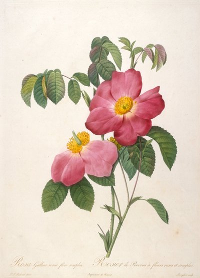 Rosier de Provinsi aus La Couronne de roses, 1817-1824 von Pierre Joseph Redouté