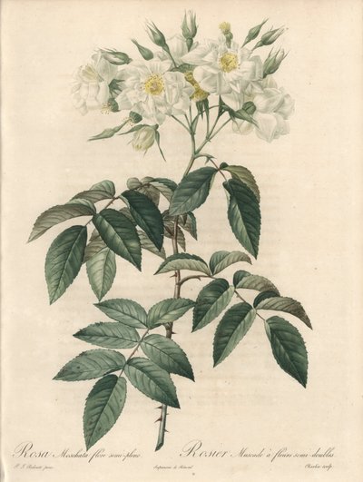 Moschusrose mit gefüllten Blüten - Radierung von Charlin, nach einer Illustration von Pierre Joseph Redouté (1759-1840), Auszug aus Les Roses von Pierre Joseph Redouté
