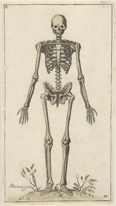 Männliches Skelett, von vorne gesehen von Pieter Feddes van Harlingen