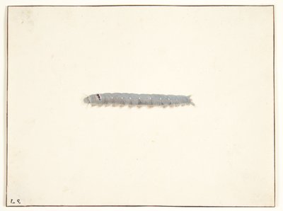 Eine Nachtschmetterlingsraupe von Pieter Holsteijn