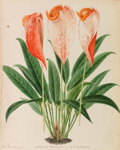 Originale aus Veröffentlichungen der Gartenbau- und Baumpflege, 1878-1881 von Pieter Joseph de Pannemaeker