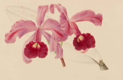 Originale von Veröffentlichungen zur Gartenbau- und Baumpflege, 1878-1881 von Pieter Joseph de Pannemaeker