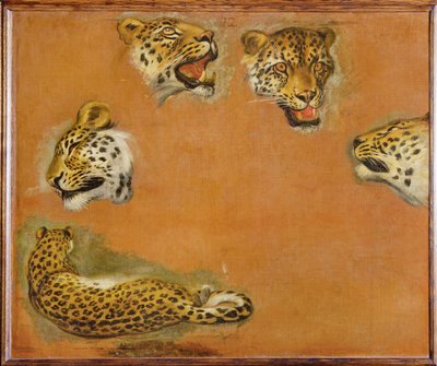 Skizzen eines Panthers von Pieter or Peter Boel