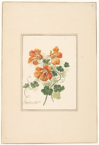 Zweige einer Tropaeolum und ein Veilchen von Pieter van Loo (attributed to)