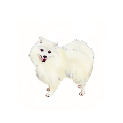 Japanischer Spitz, 2011 von Polly Horner