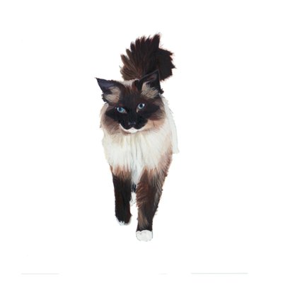 Ragdoll, 2014 von Polly Horner