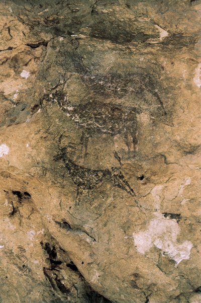 Mesolithische Felskunst: Hirsche und Ziegen (8000-7000 v. Chr.), Spanien, Bicorp, La Arana Höhle von Prehistoric Prehistoric