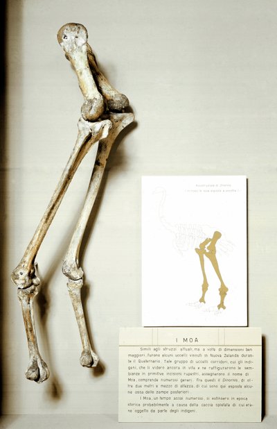 Prähistorie: Skelett der Beine des Moa Dinornis, riesige fossile Vögel aus Neuseeland von Prehistoric Prehistoric