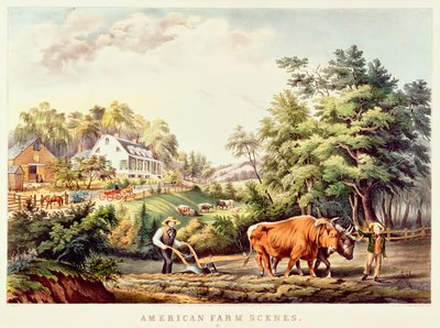 Purpurreiher, aus 