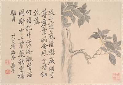 Kassienbaum (Albumblatt) von Qing Dynasty Chinese School