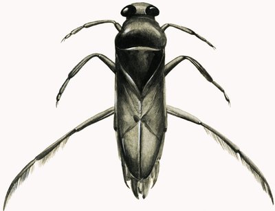 Wasserläufer von R.B. Davis