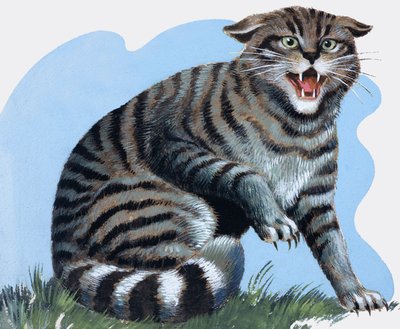 Wildkatze, aus 