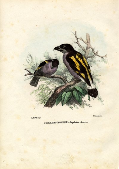 Breitschnäbel, 1863-79 von Raimundo Petraroja