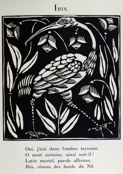 Der Ibis, Illustration aus 