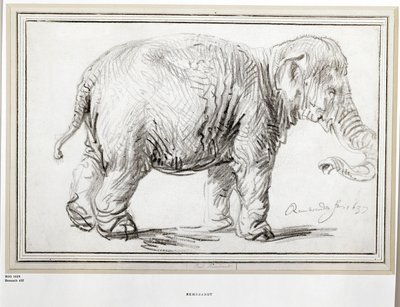 Elefant von Rembrandt Harmensz. van Rijn