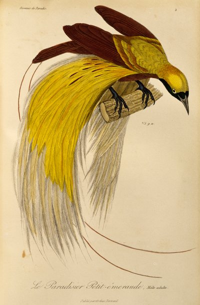 Männchen des Kleinen Paradiesvogels (Paradisaea minor), Gravur aus Histoire naturelle des oiseaux de paradis et des epimagues von René Primevère Lesson