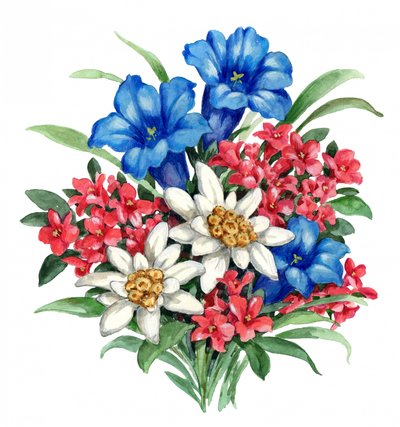 Lebendige Alpenblumen von Renate Holzner