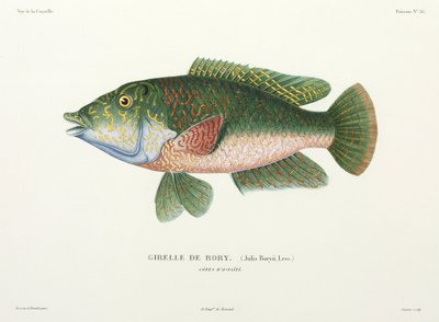 Art von Lippfisch, Tahiti von John Pardon