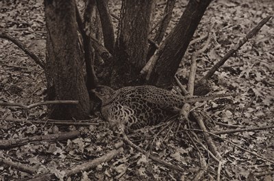 Fasan auf Nest von Richard and Cherry Kearton
