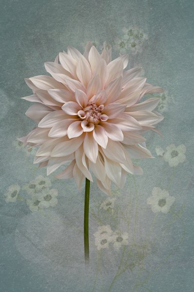 Rosa Dahlienblüte von Richard Urbanski