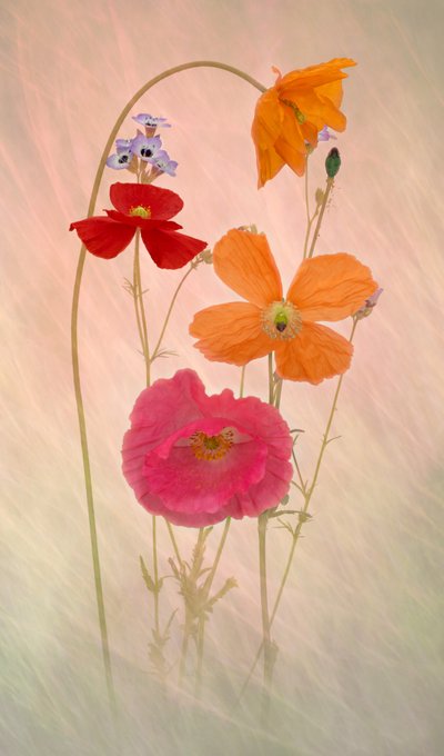 Träumerische Pastellmohnblumen von Richard Urbanski