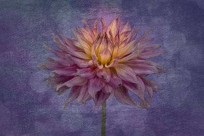 Lebendige Lila Dahlie von Richard Urbanski