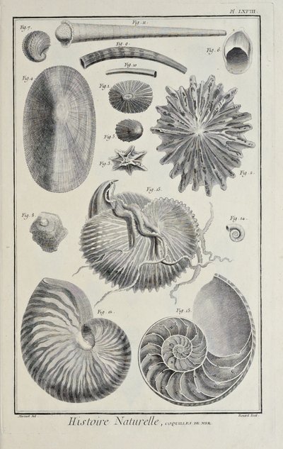 Meeresmuscheln, Illustration aus 