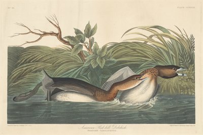 Amerikanischer Zwergtaucher von Robert Havell