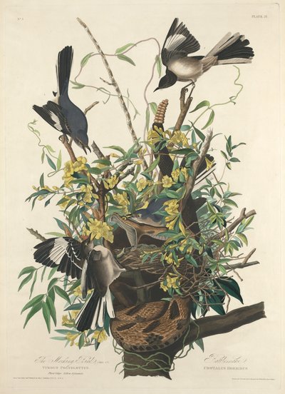 Der Spottdrossel, 1827 von Robert Havell