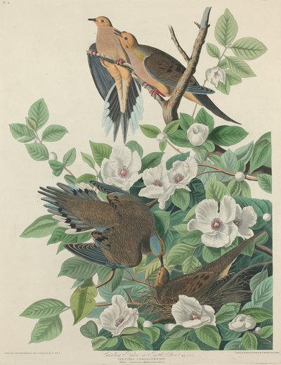 Karolinataube oder Turteltaube von Robert Havell after John James Audubon