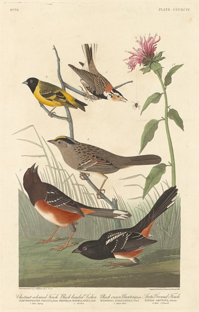 Kastanienfarbener Fink, Schwarzgesichtiger Zeisig, Schwarzkopfammer und Arktischer Bodenfink von Robert Havell after John James Audubon