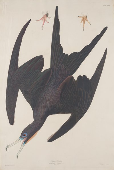 Fregatte Pelikan von Robert Havell after John James Audubon