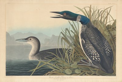 Eistaucher oder Seetaucher von Robert Havell after John James Audubon