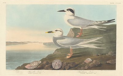 Havells Seeschwalbe und Trudeaus Seeschwalbe von Robert Havell after John James Audubon