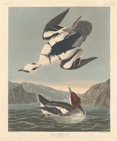 Zwergsäger oder Weiße Nonne von Robert Havell after John James Audubon
