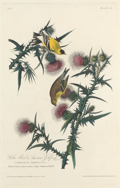 Gelber Vogel oder Amerikanischer Stieglitz von Robert Havell after John James Audubon
