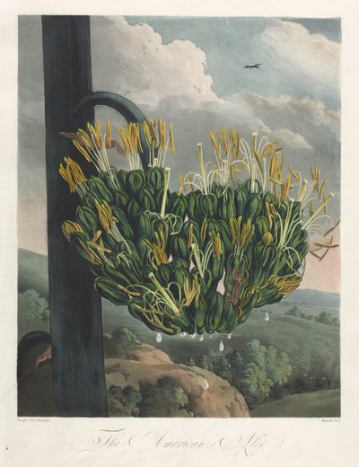 Der Tempel der Flora oder Garten der Natur: Die amerikanische Aloe von Robert John Thornton