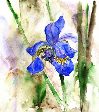 Lebendige blaue Iris von RodMacIver